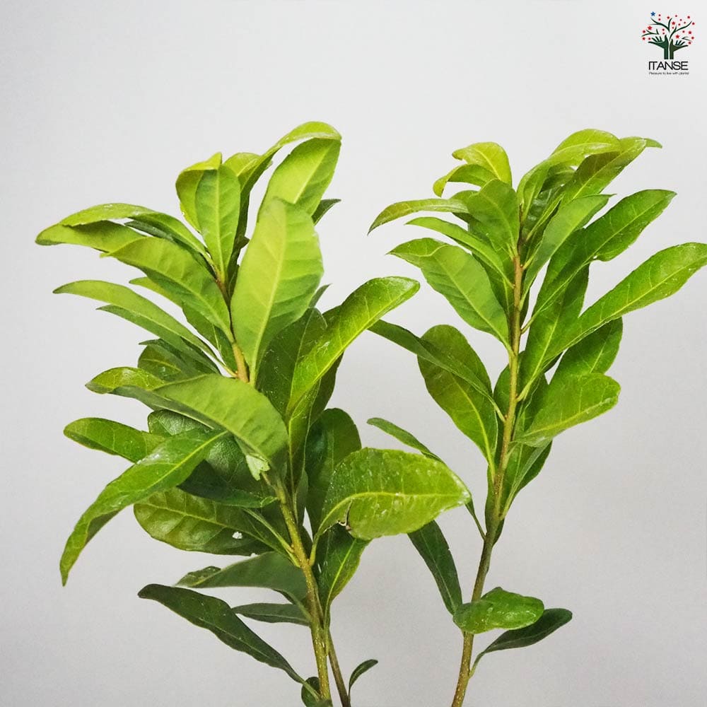 【熱帯果樹】チェリモヤ　品種:エルバンポ(El Bumpo）大苗 熱帯果樹】チェリモヤ 品種:エルバンポ(El Bumpo）大苗