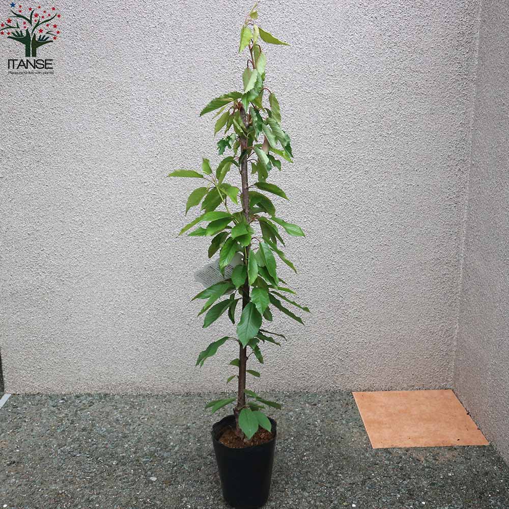 さくらんぼの苗木 紅秀峰【果樹の苗木 12～15cm 接木苗／1個売り