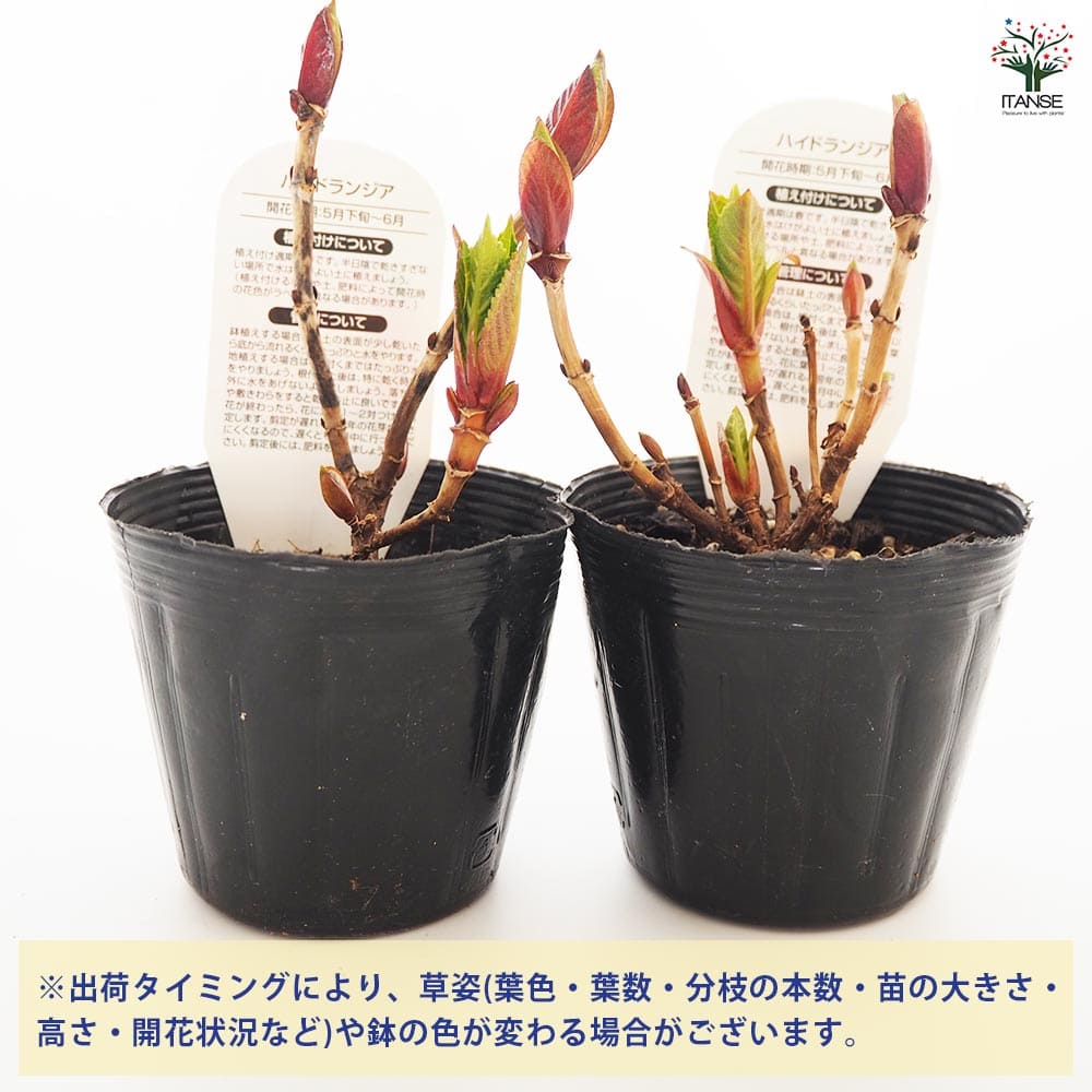 アジサイ みなみクィーン 【花木苗 3.5号】｜ 【植物のITANSE