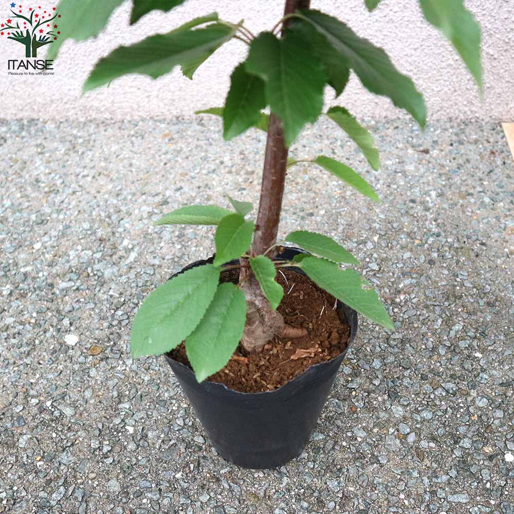 さくらんぼの苗木 紅秀峰【果樹の苗木 12～15cm 接木苗／1個売り