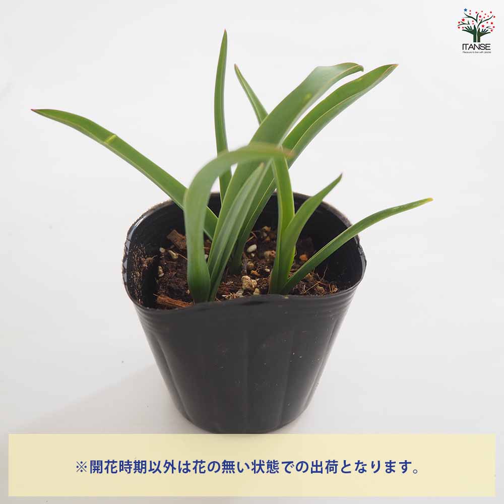 原種系チューリップ ブルーアイ 芽出し苗 【花苗 3号】｜ 【植物の
