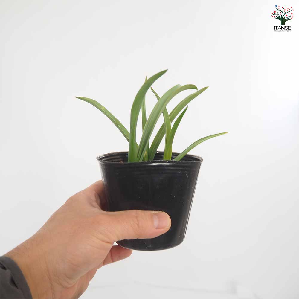 原種系チューリップ ブルーアイ 芽出し苗 【花苗 3号】｜ 【植物の