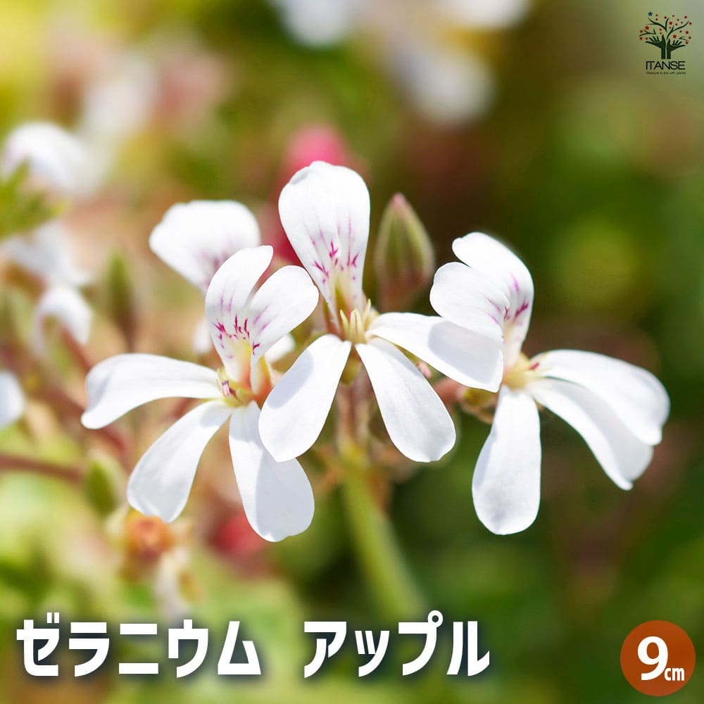 ゼラニウム アップル 【ハーブの苗 3号】｜ 【植物のITANSE