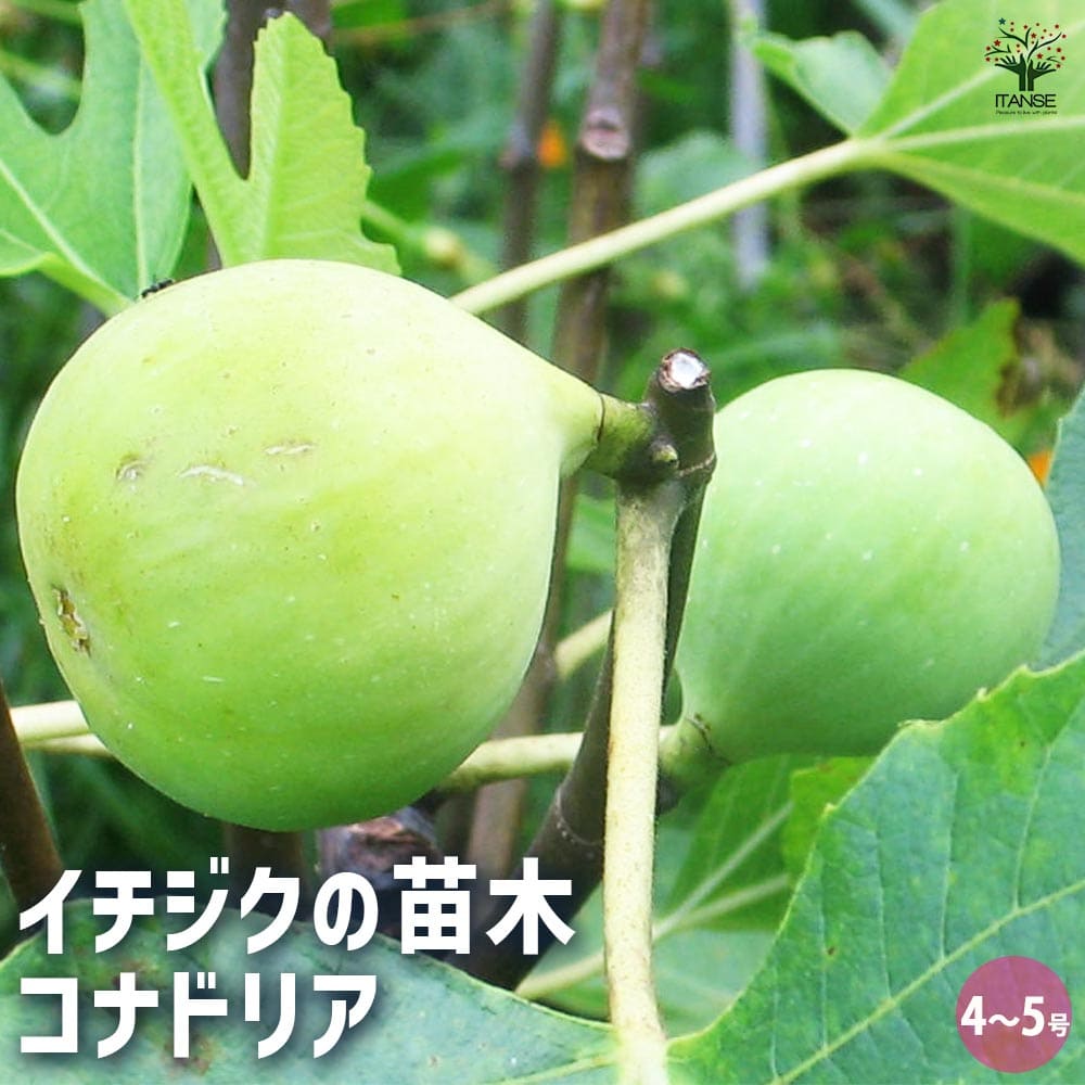 イチジク コナドリア 【果樹の苗木 4号/1個売り】