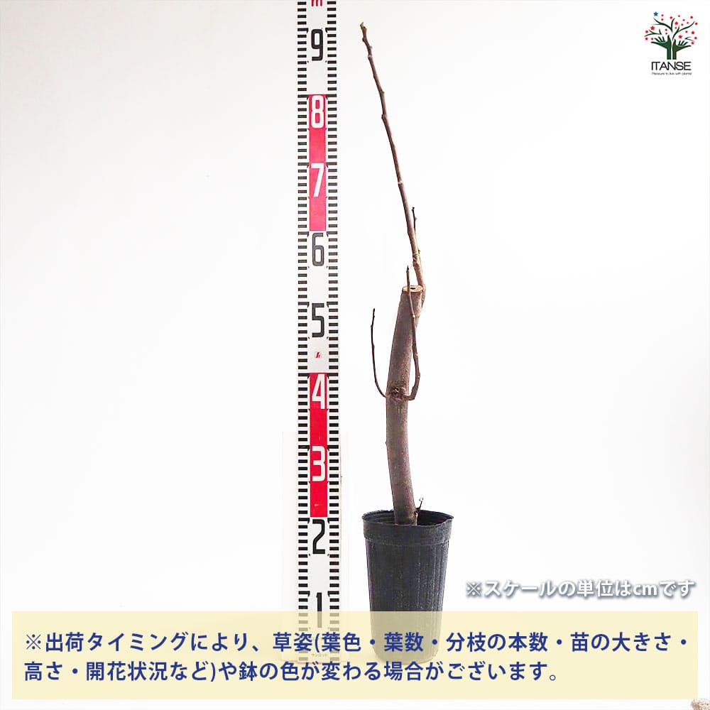 イチジク コナドリア 【果樹の苗木 4号/1個売り】