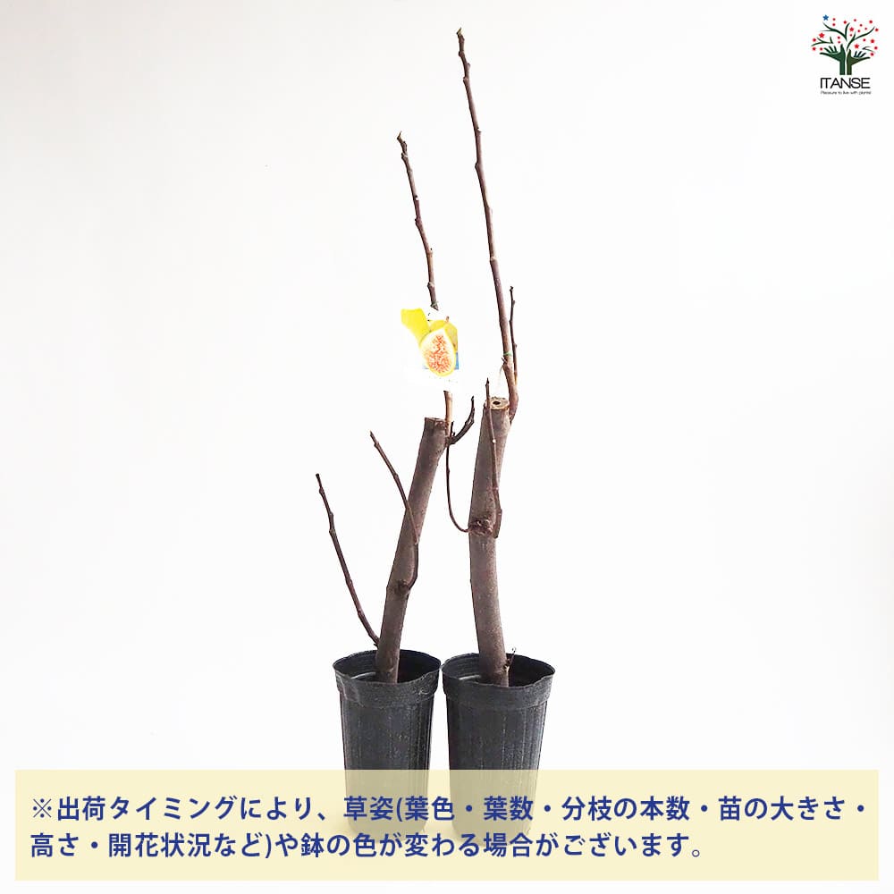 イチジク コナドリア 【果樹の苗木 4号/1個売り】