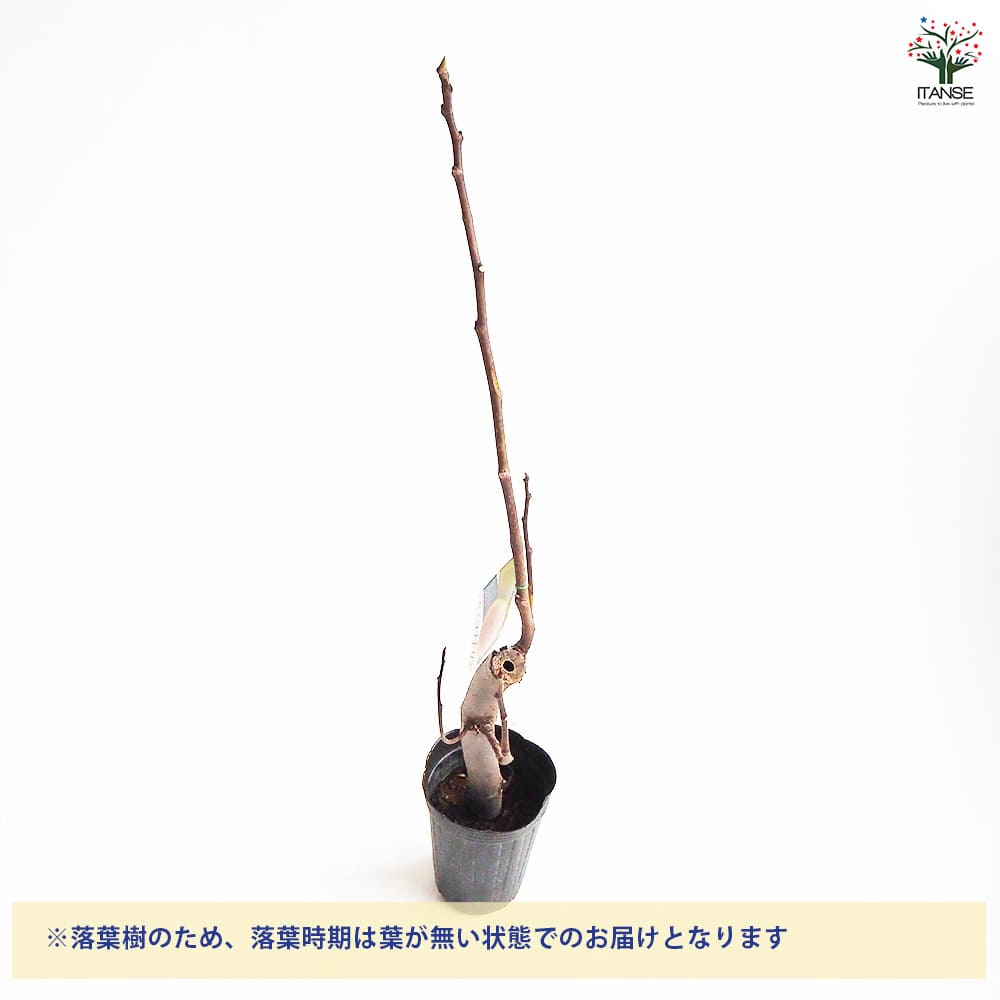 イチジク コナドリア 【果樹の苗木 4号/1個売り】