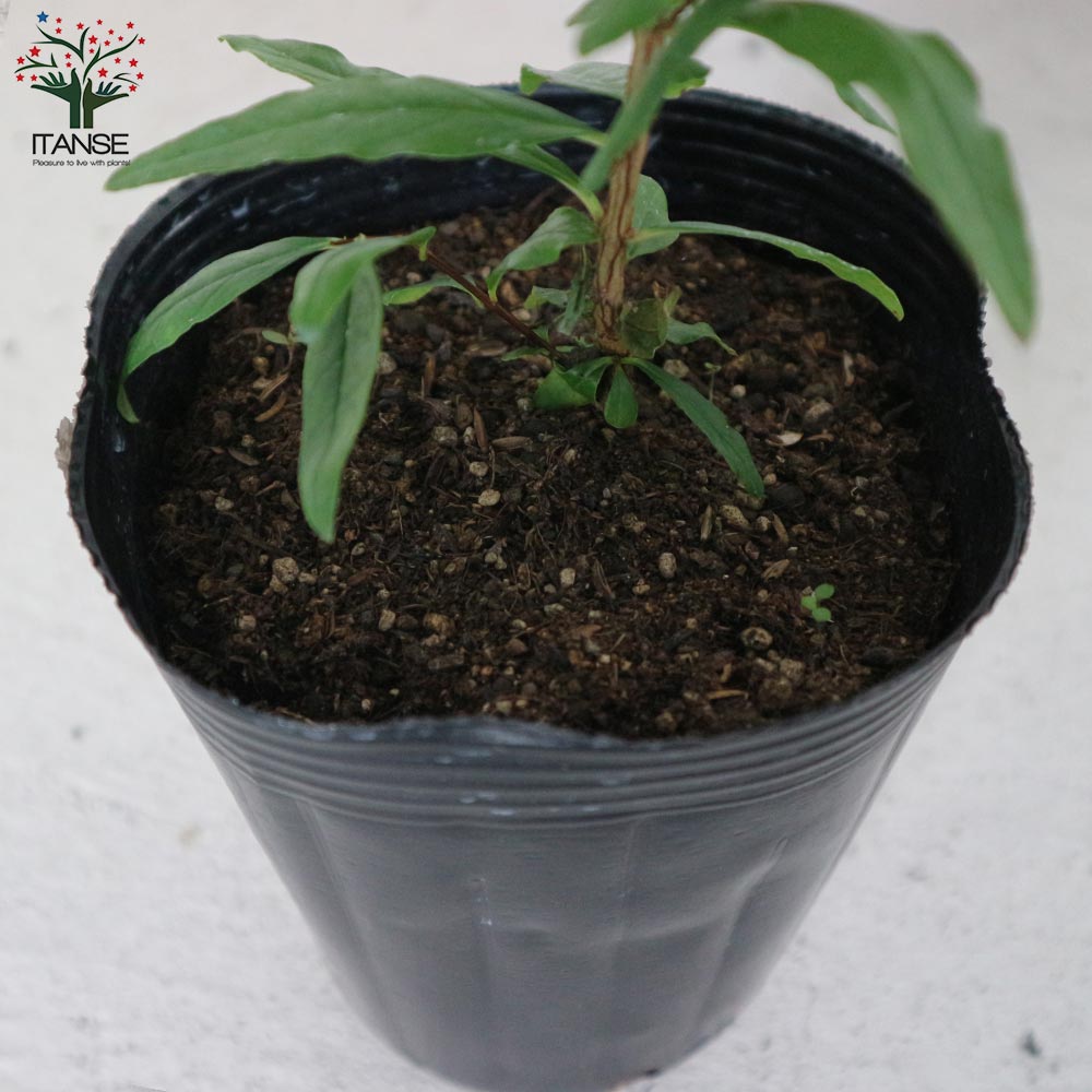 販売停止中 カラスビシャク ポット苗 516cma8vL0L._AC_UF350,