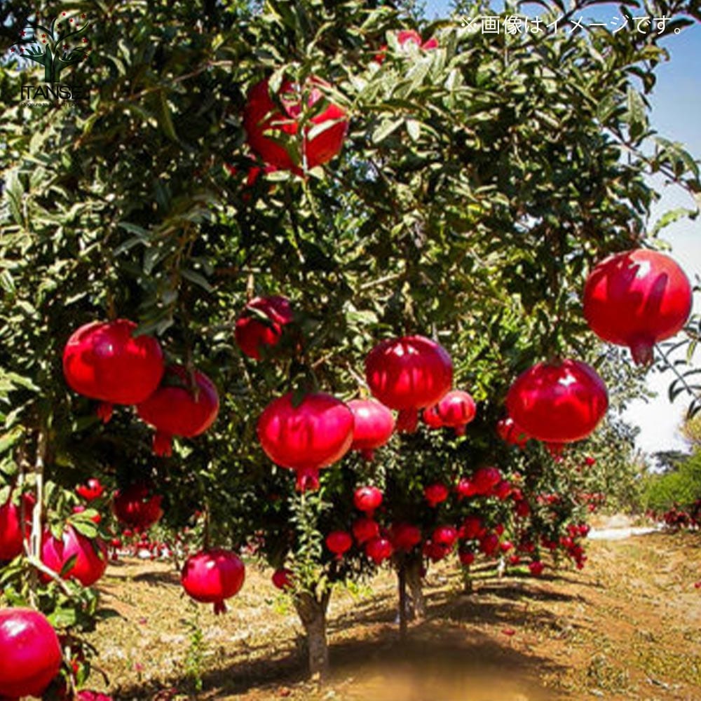 ザクロの木 ザクロの苗木 ペルシャブラック【果樹の苗木 12cmポット 挿し木苗／1個