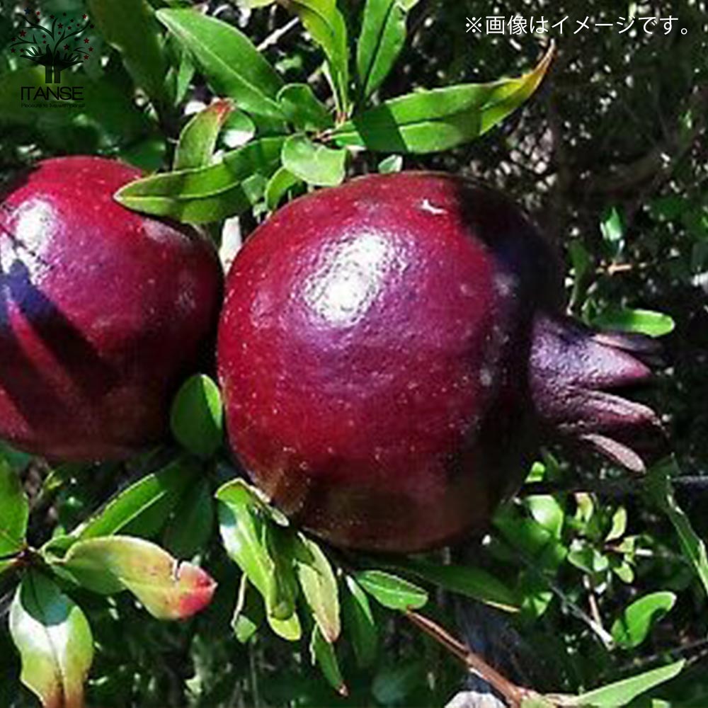 ザクロの苗木 ペルシャブラック【果樹の苗木 12cmポット 挿し木苗／1個