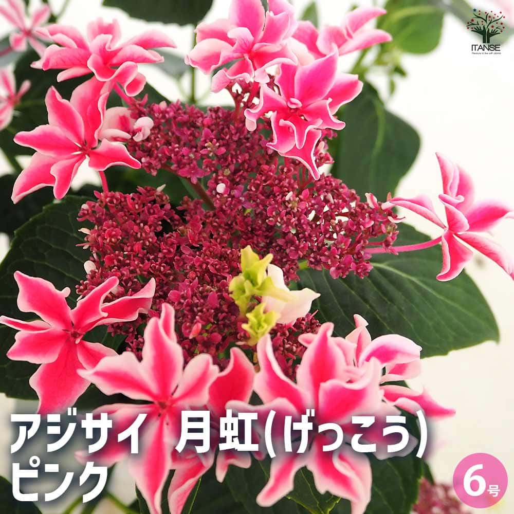 アジサイ 月虹(げっこう) ピンク 【花木苗 6号／1個売り】｜ 【植物の