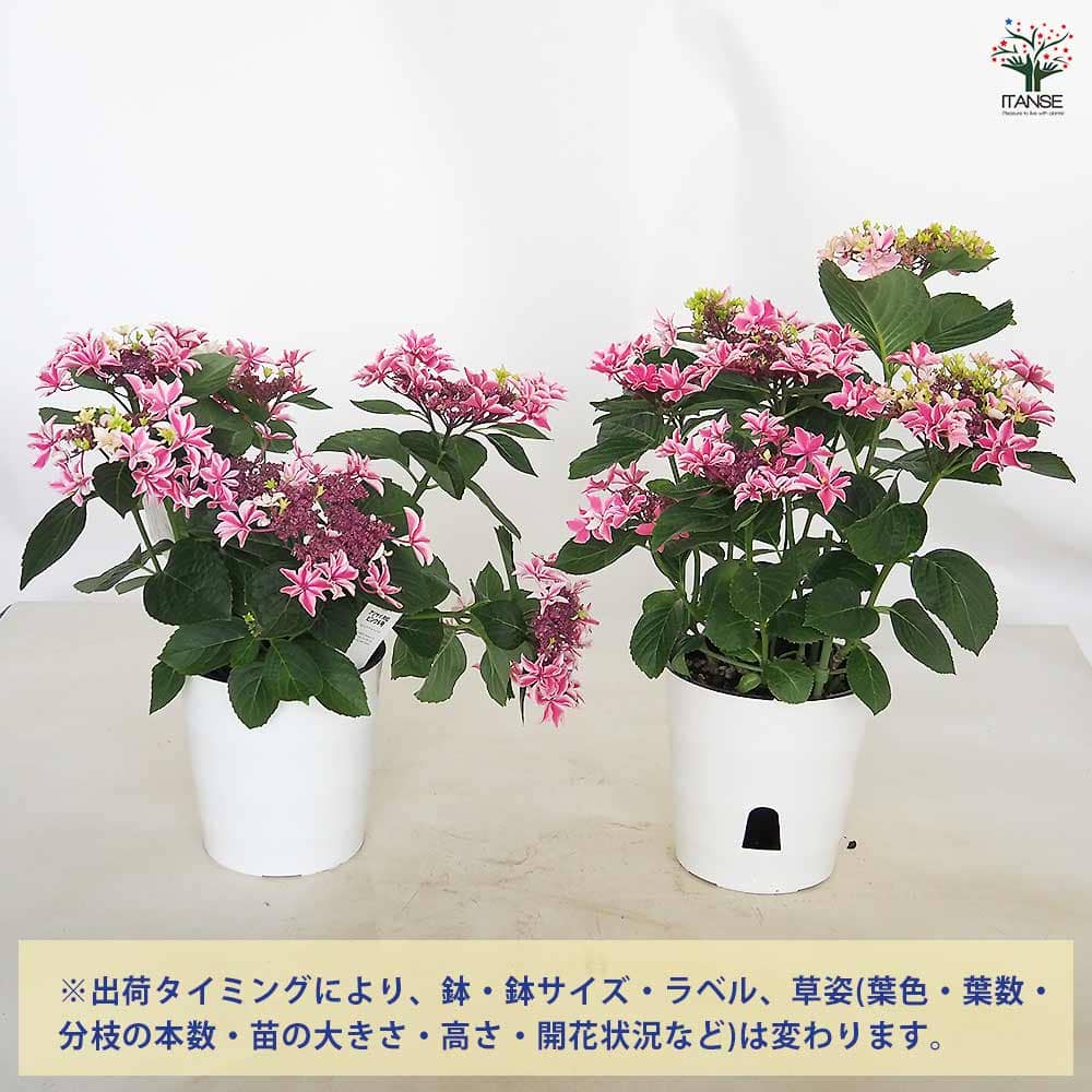 アジサイ　月虹ブルー＆ピンク　ラベル付き　来年用　匿名鉢ことゆうパックさん発送 園芸ネット本店｜アジサイ：月虹（ゲッコウ）ブルー5.5号鉢植え* の