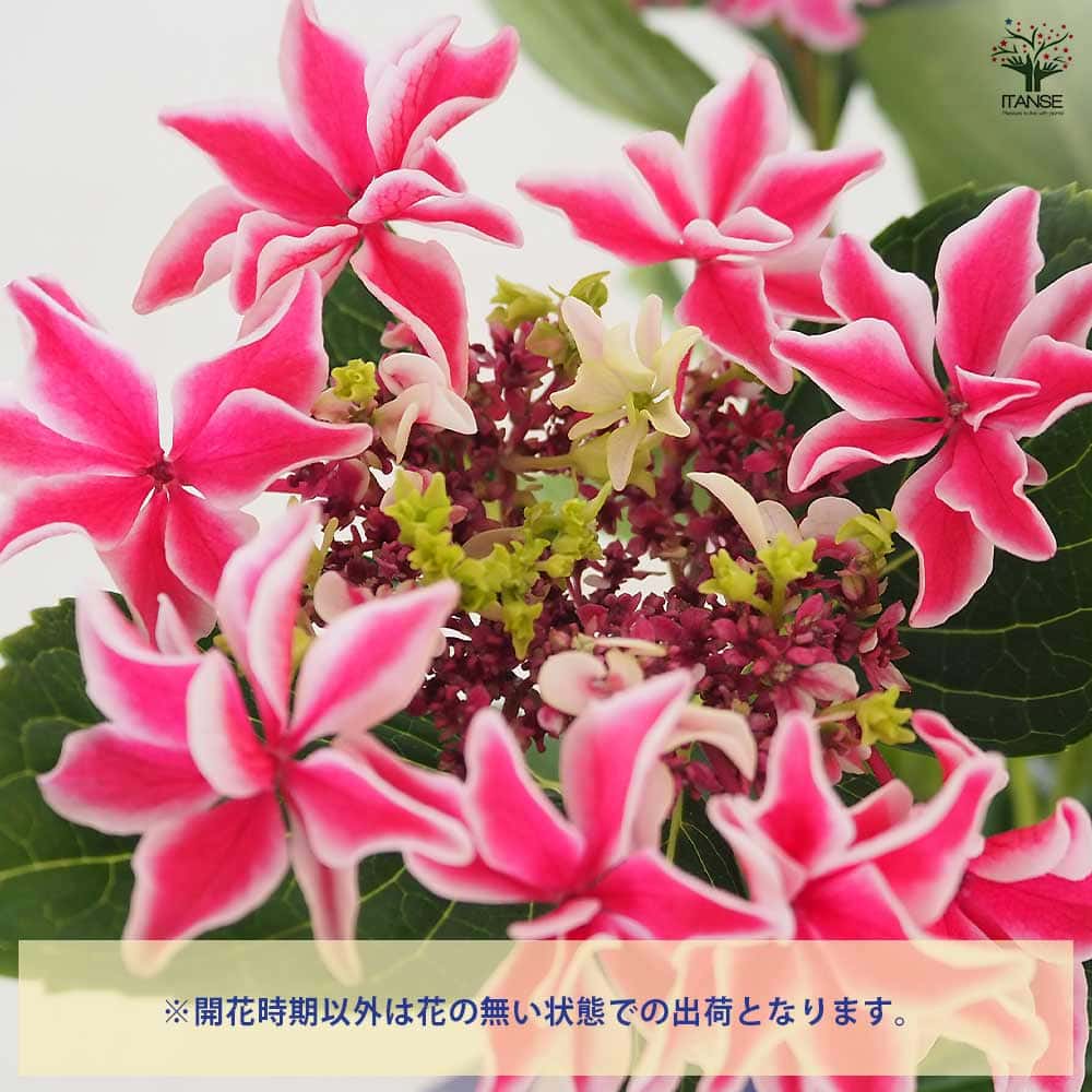 アジサイ 月虹(げっこう) ピンク 【花木苗 6号／1個売り