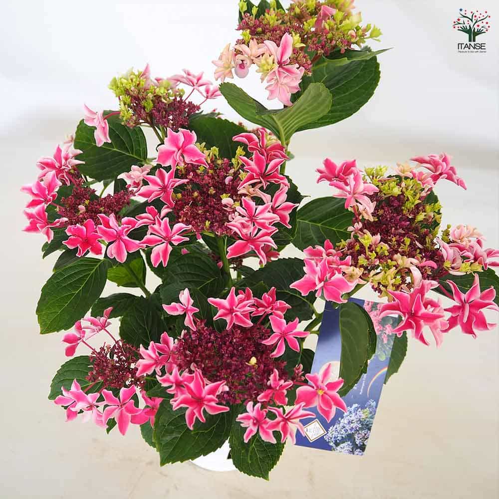 月が注ぐ花ページ 明け方、昇っていた月と。 花と空の儚い空気感が好きです