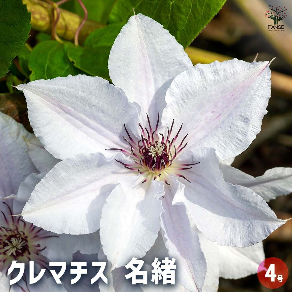 クレマチス 名緒(なお) 【花苗 4号／1個売り】｜ 【植物のITANSE