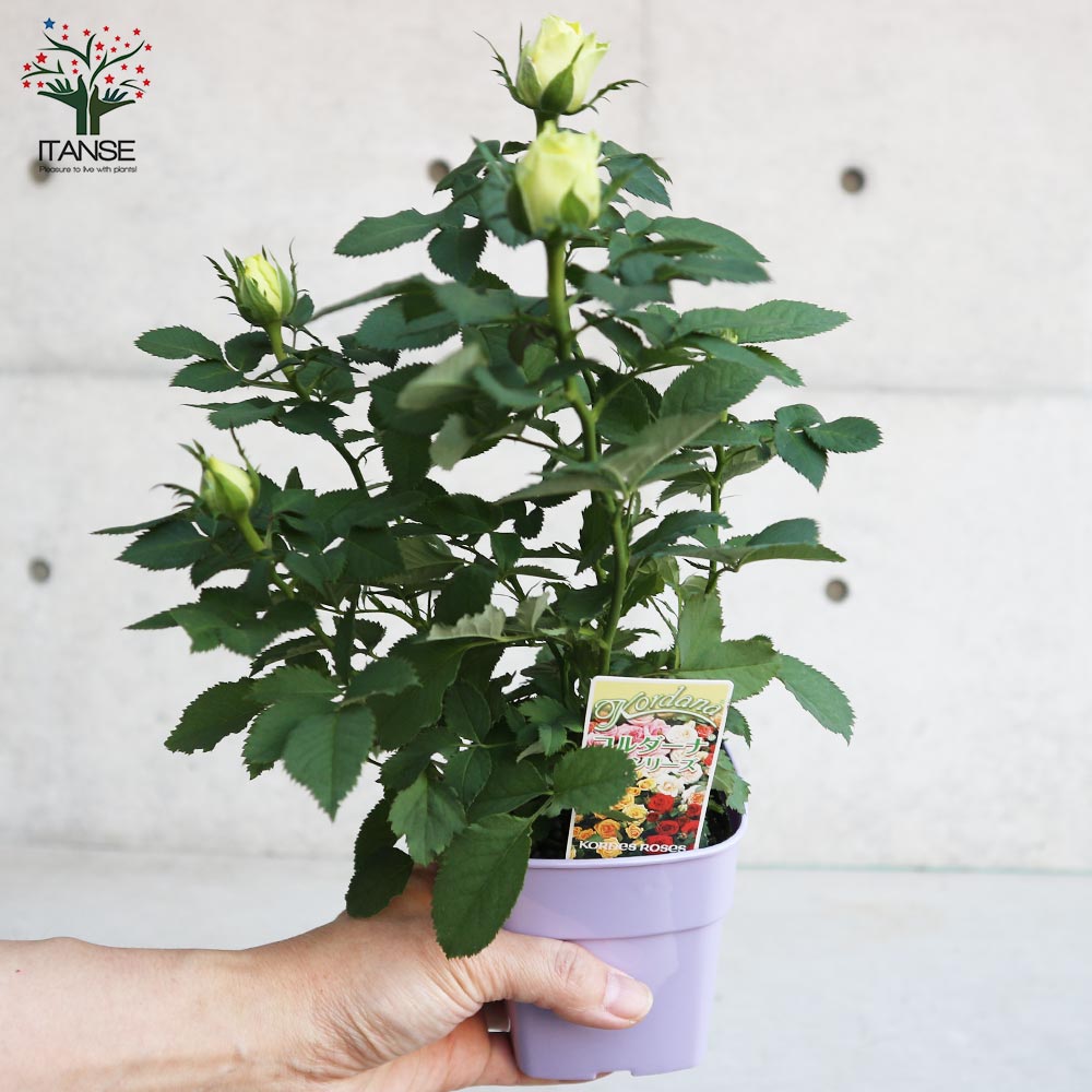 22春夏新作 予約販売 ミニバラ ペパーミントコルダーナ 3号ポット バラ 薔薇 バラ苗 苗 Bry 10月下旬以降発送 22春夏新作 予約販売 ミニバラ ペパーミントコルダーナ 3号ポット バラ 薔薇 バラ苗 苗 Bry 10月下旬以降発送