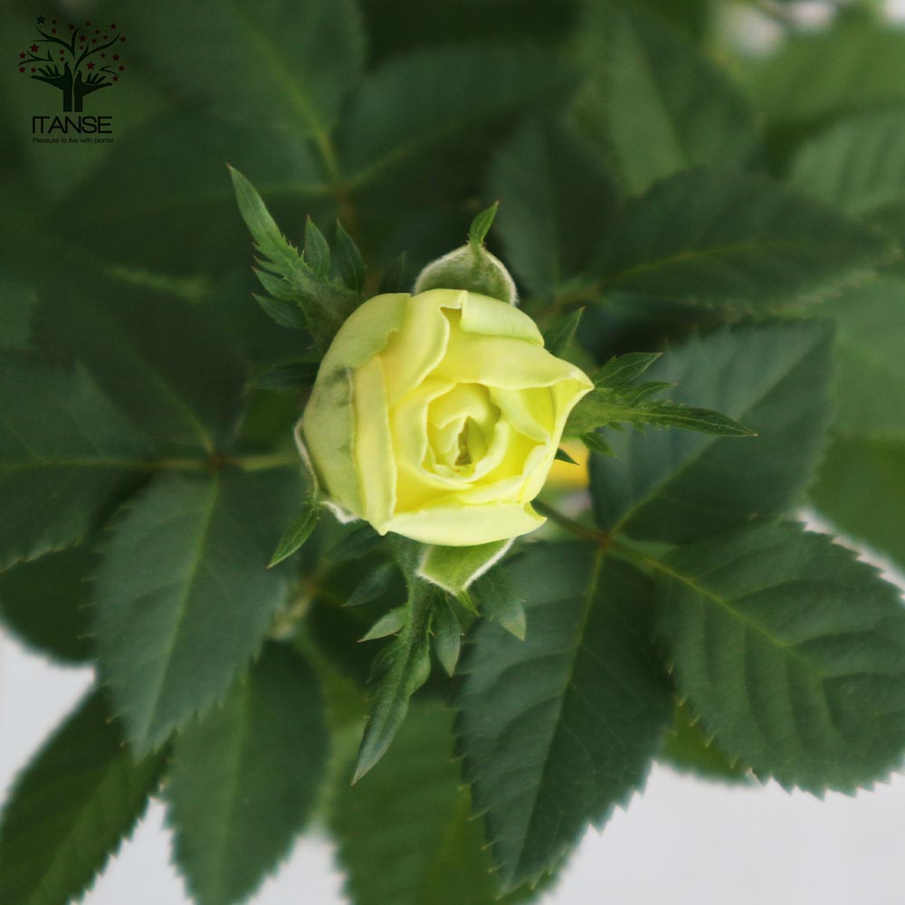 22春夏新作 予約販売 ミニバラ ペパーミントコルダーナ 3号ポット バラ 薔薇 バラ苗 苗 Bry 10月下旬以降発送 22春夏新作 予約販売 ミニバラ ペパーミントコルダーナ 3号ポット バラ 薔薇 バラ苗 苗 Bry 10月下旬以降発送