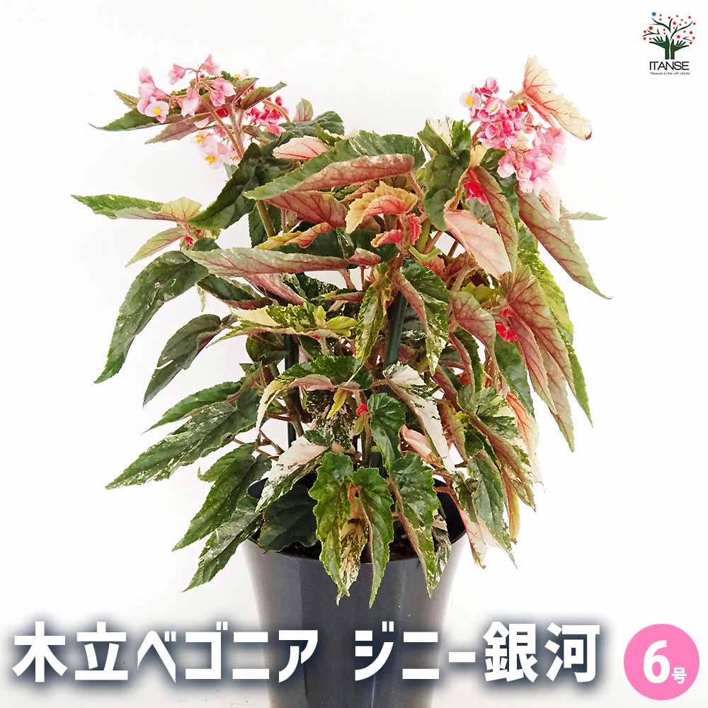ベゴニア　ジニー銀河 木立ベゴニア：ジニー銀河（斑入り葉）6号鉢植え の通販 | 園芸