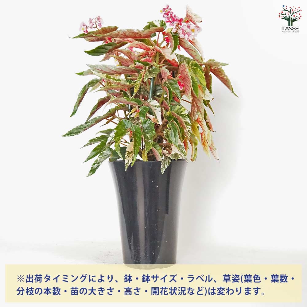 木立ベゴニア ジニー銀河 【観葉植物 6号／1個売り】｜ 【植物の