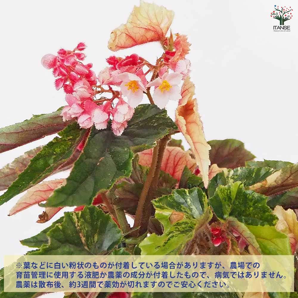 木立ベゴニア ジニー銀河 【観葉植物 6号／1個売り】｜ 【植物の