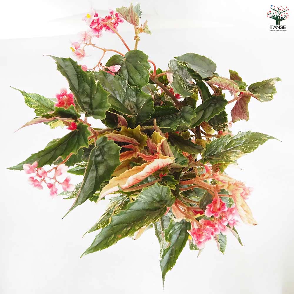 木立ベゴニア ジニー銀河 【観葉植物 6号／1個売り】｜ 【植物の