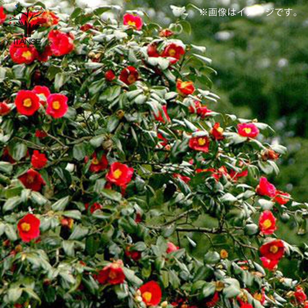 サザンカ ユーレタイド【花苗 5号／1個売り】｜ 【植物のITANSE