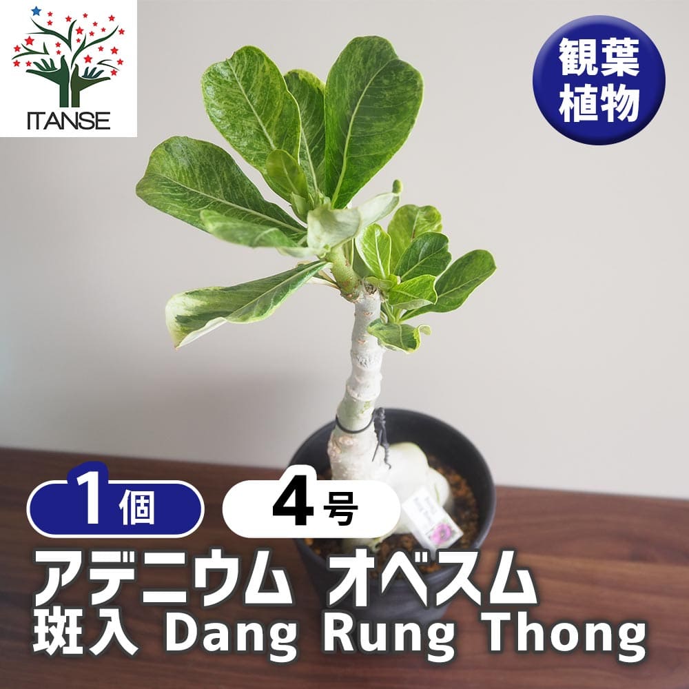 アデニウム オベスム 斑入 Dang Rung Thong 【観葉植物 4号／1個