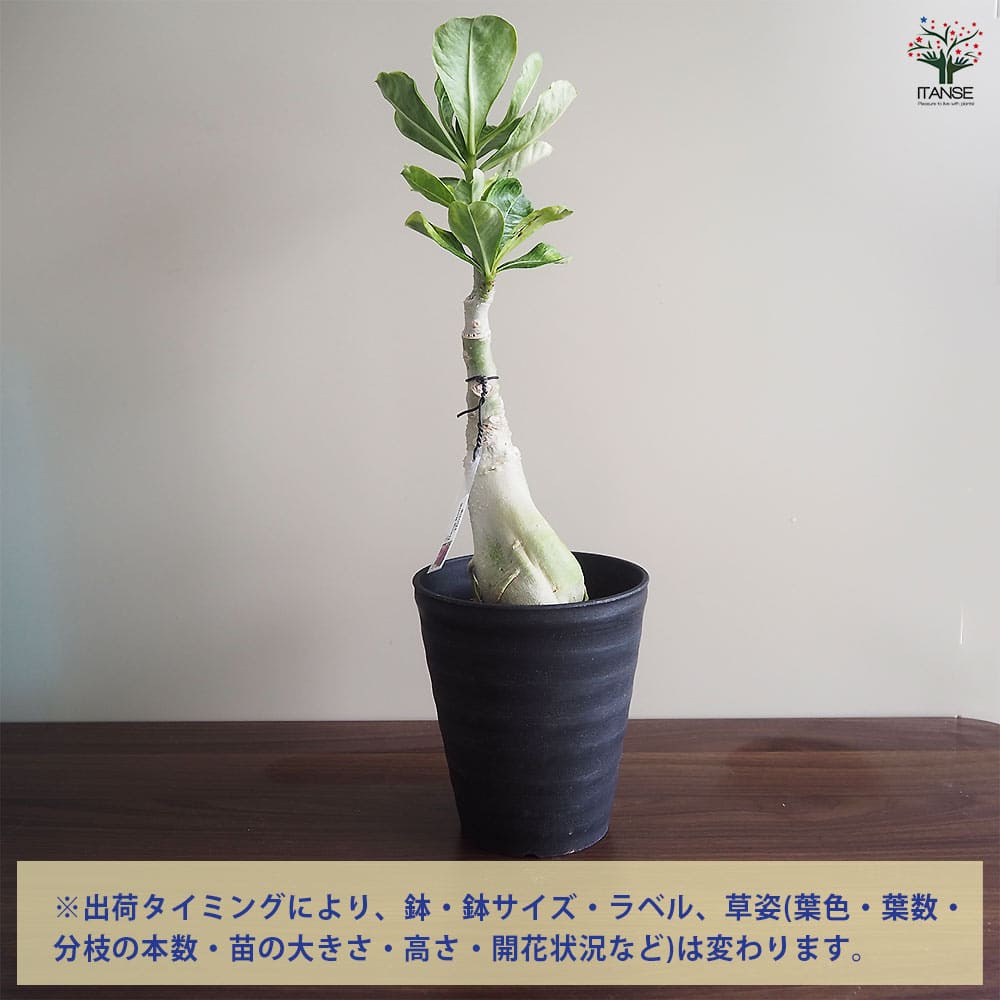 アデニウム オベスム 斑入 Dang Rung Thong 【観葉植物 4号／1個売り】