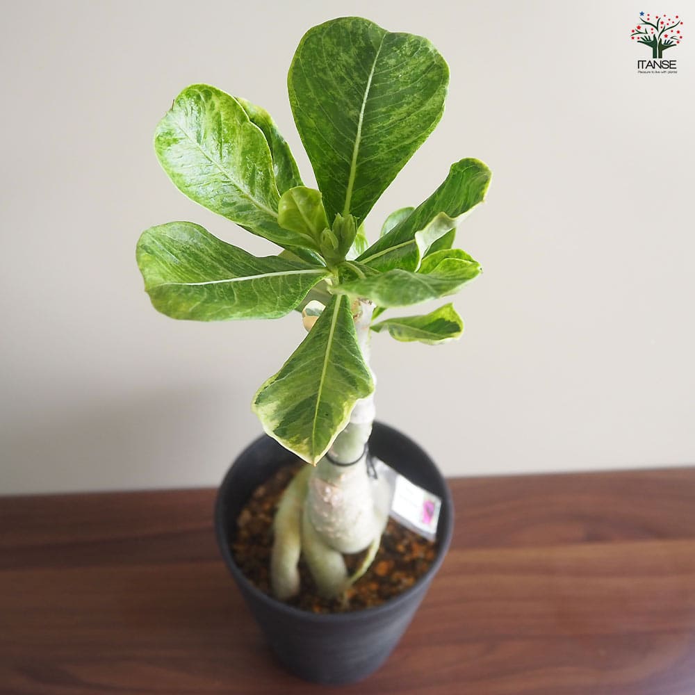 アデニウム オベスム 斑入 Dang Rung Thong 【観葉植物 4号／1個