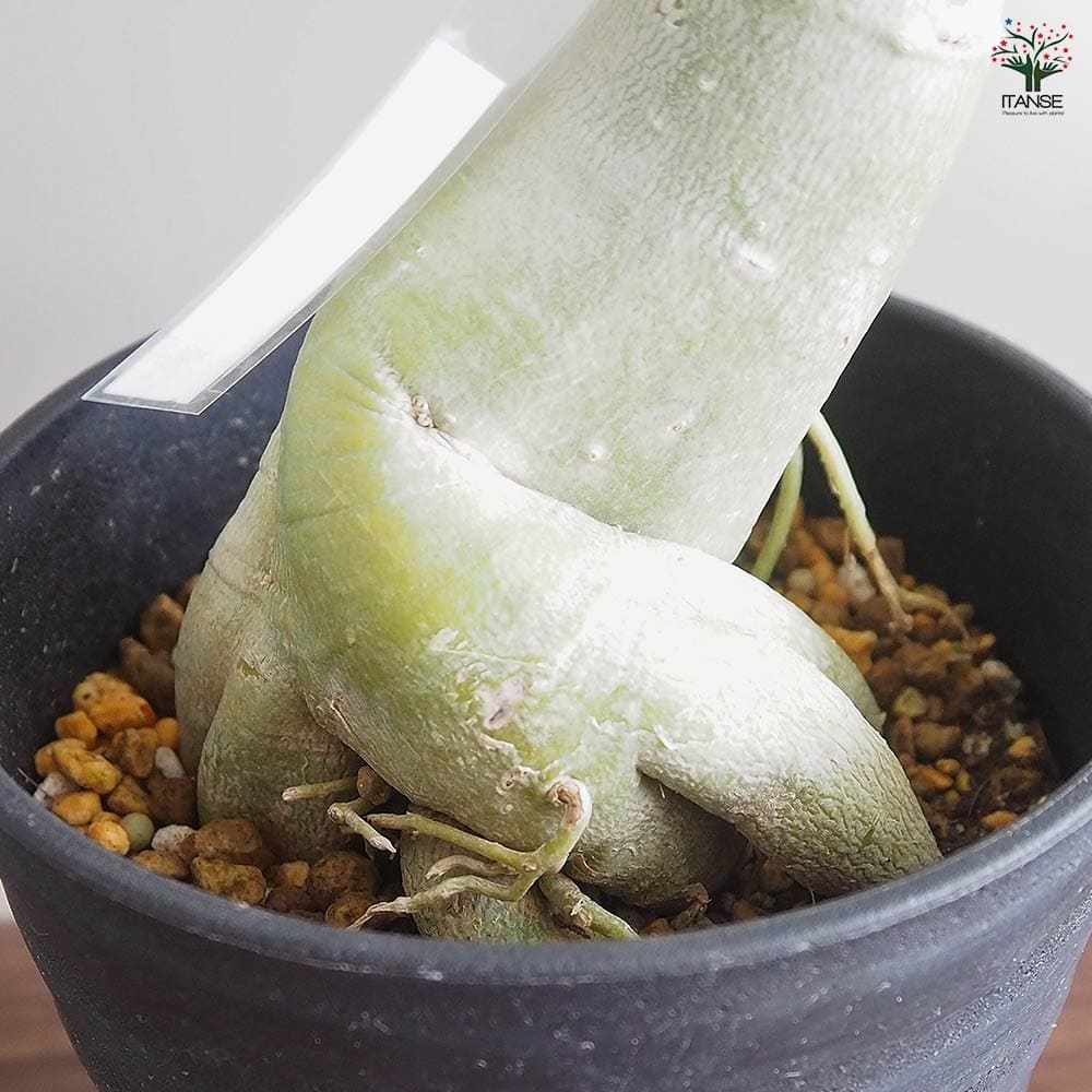 アデニウム オベスム 斑入 Dang Rung Thong 【観葉植物 4号／1個