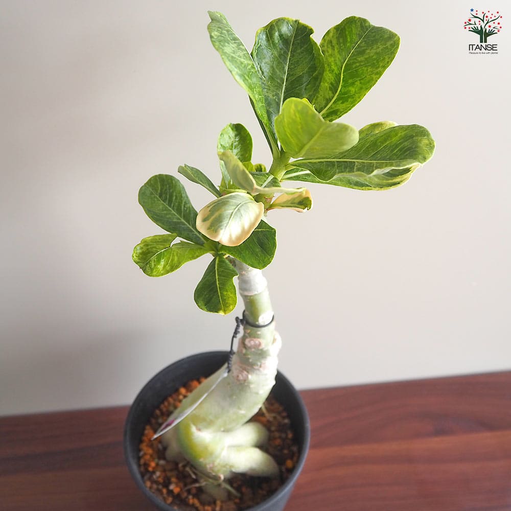アデニウム オベスム 斑入 Dang Rung Thong 【観葉植物 4号／1個売り】