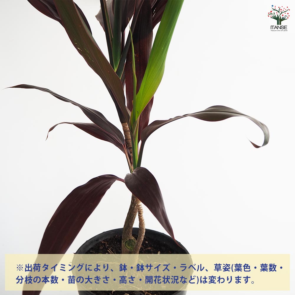 ドラセナ ブラックリーフ 【観葉植物 7号／1個売り】｜ 【植物の
