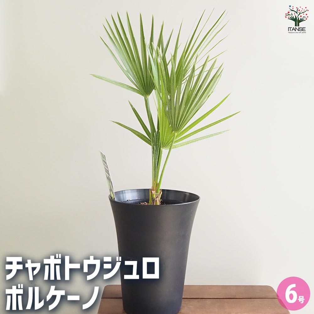 【現品・鉢まま出荷】もりもり チャメロプスチャボトウジュウロウボルケーノ7号鉢 現品・鉢まま出荷】チャメロプスチャボトウジュウロウボルケーノ
