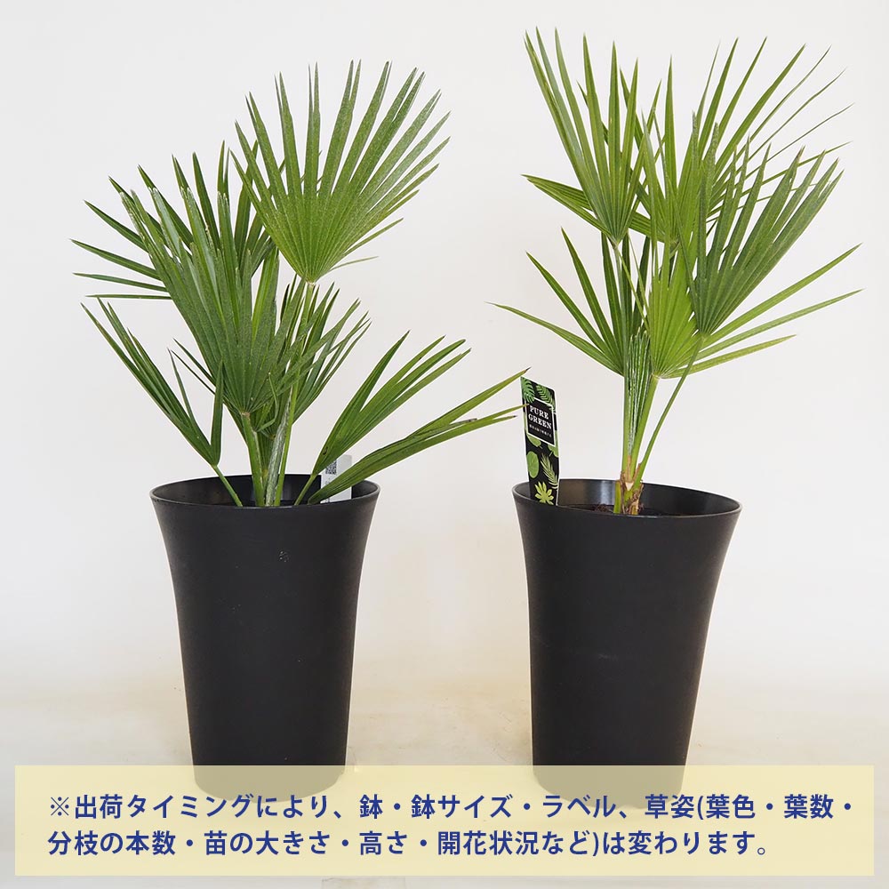 【現品・鉢まま出荷】チャメロプスチャボトウジュウロウボルケーノ7号鉢 現品・鉢まま出荷】チャメロプスチャボトウジュウロウボルケーノ