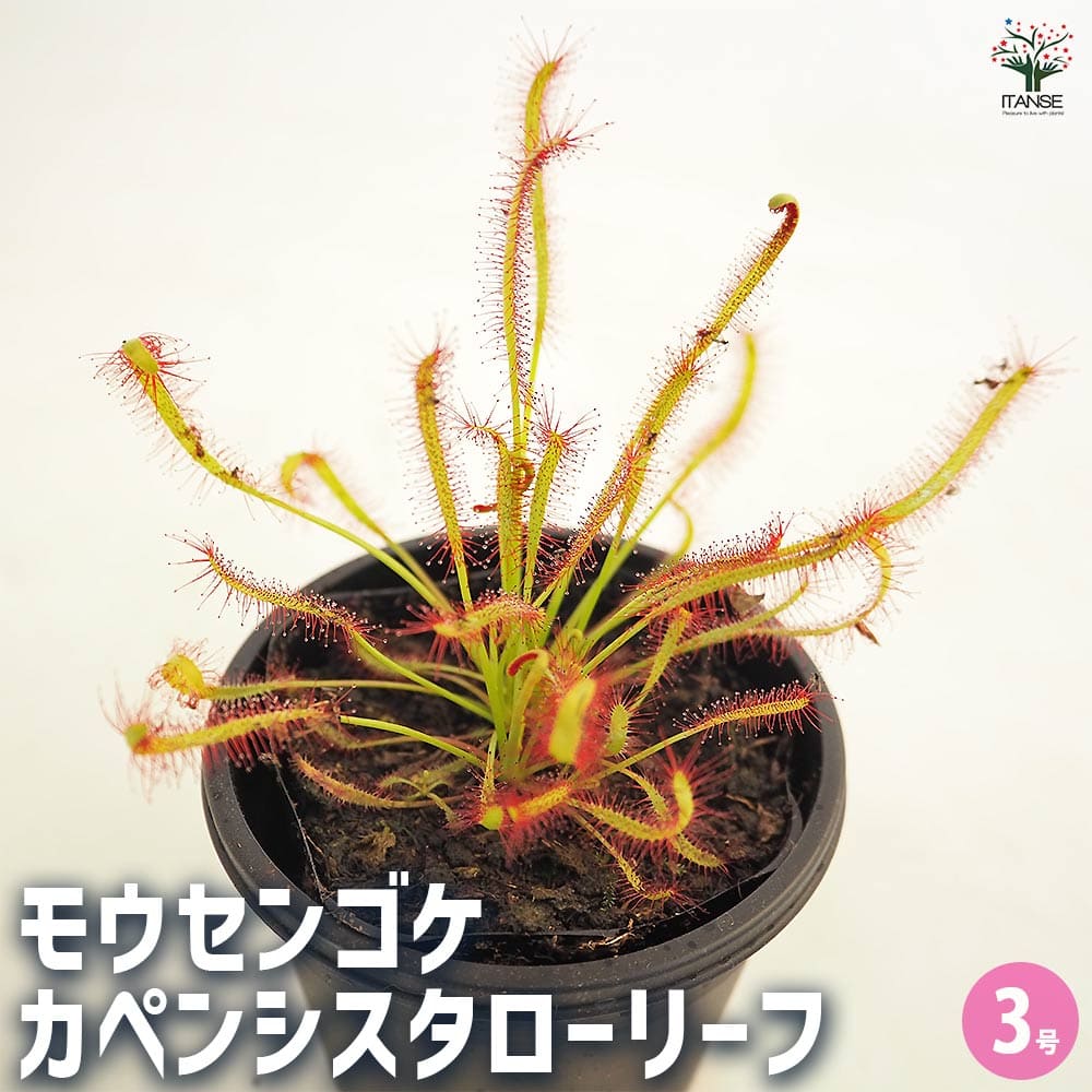 食虫植物 モウセンゴケ カペンシスタローリーフ 【観葉植物 3号/1個売り】