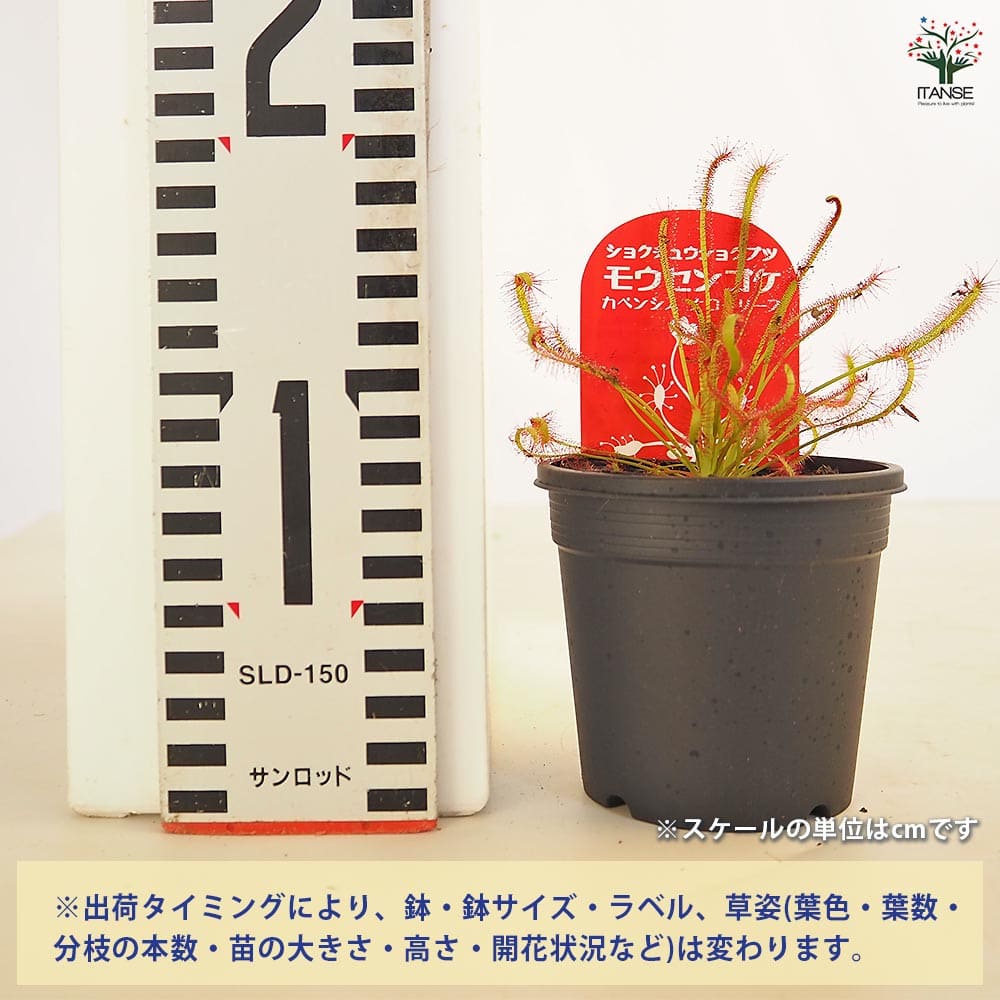 食虫植物 モウセンゴケ カペンシスタローリーフ 【観葉植物 3号/1個売り】