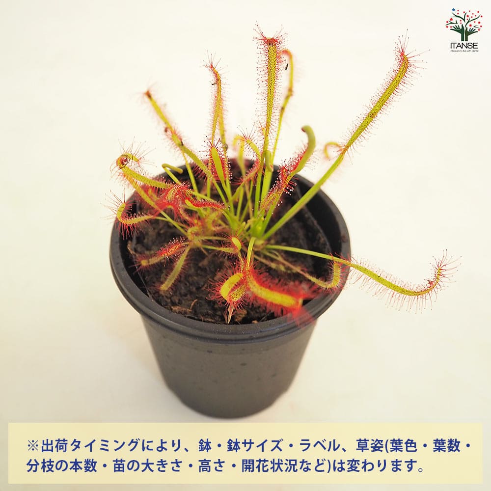 食虫植物 モウセンゴケ カペンシスタローリーフ 【観葉植物 3号/1個売り】