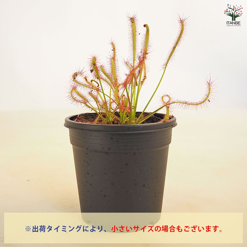 食虫植物 モウセンゴケ カペンシスタローリーフ 【観葉植物 3号/1個売り】