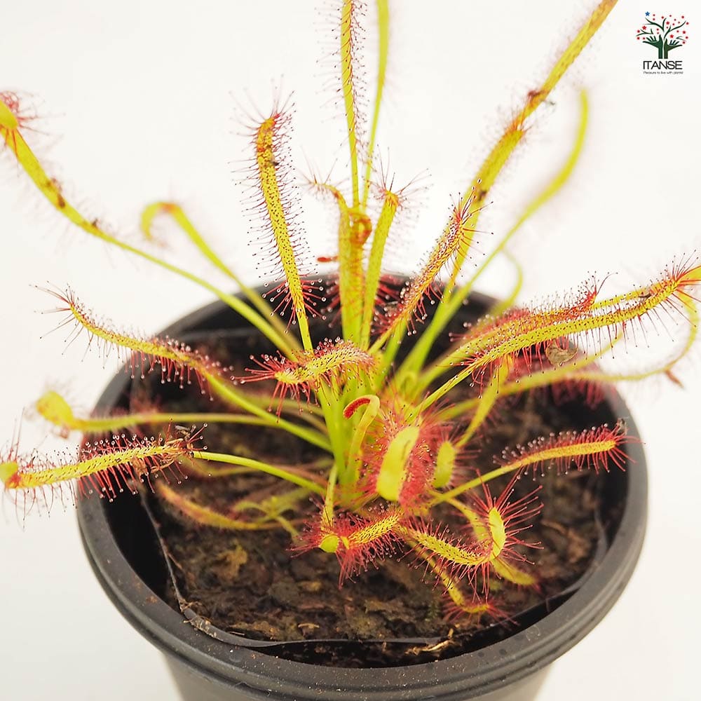 食虫植物 モウセンゴケ カペンシスタローリーフ 【観葉植物 3号/1個売り】