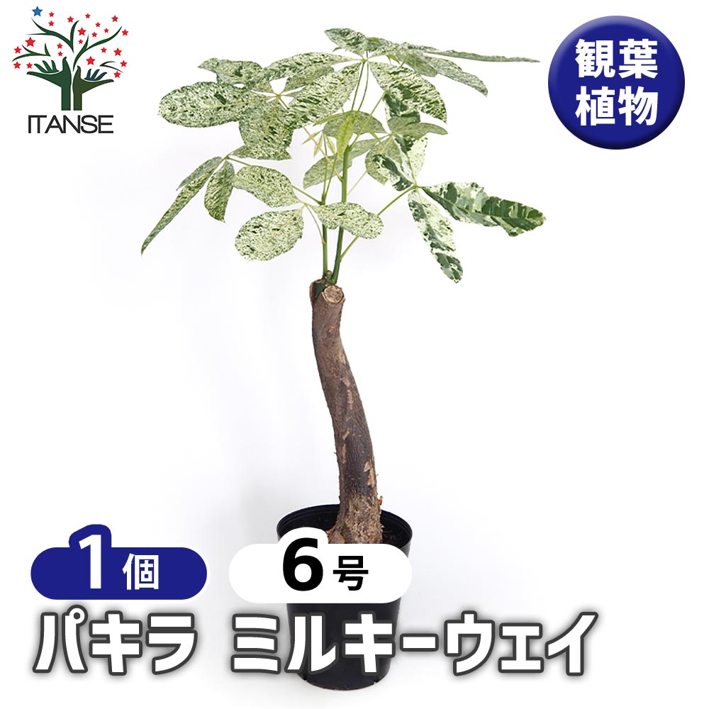 パキラ ミルキーウェイ 【観葉植物 6号／1個売り】｜ 【植物の
