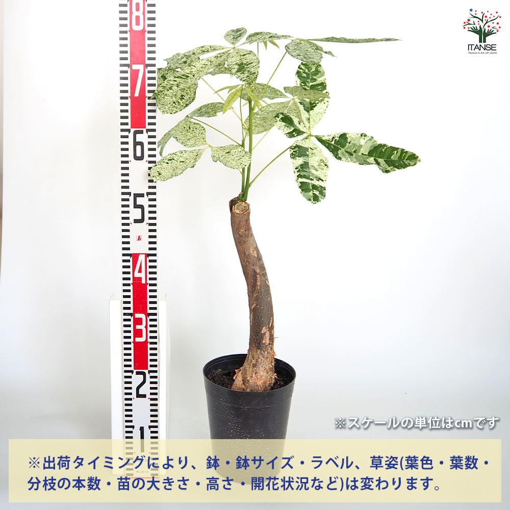 パキラ ミルキーウェイ 【観葉植物 6号／1個売り】