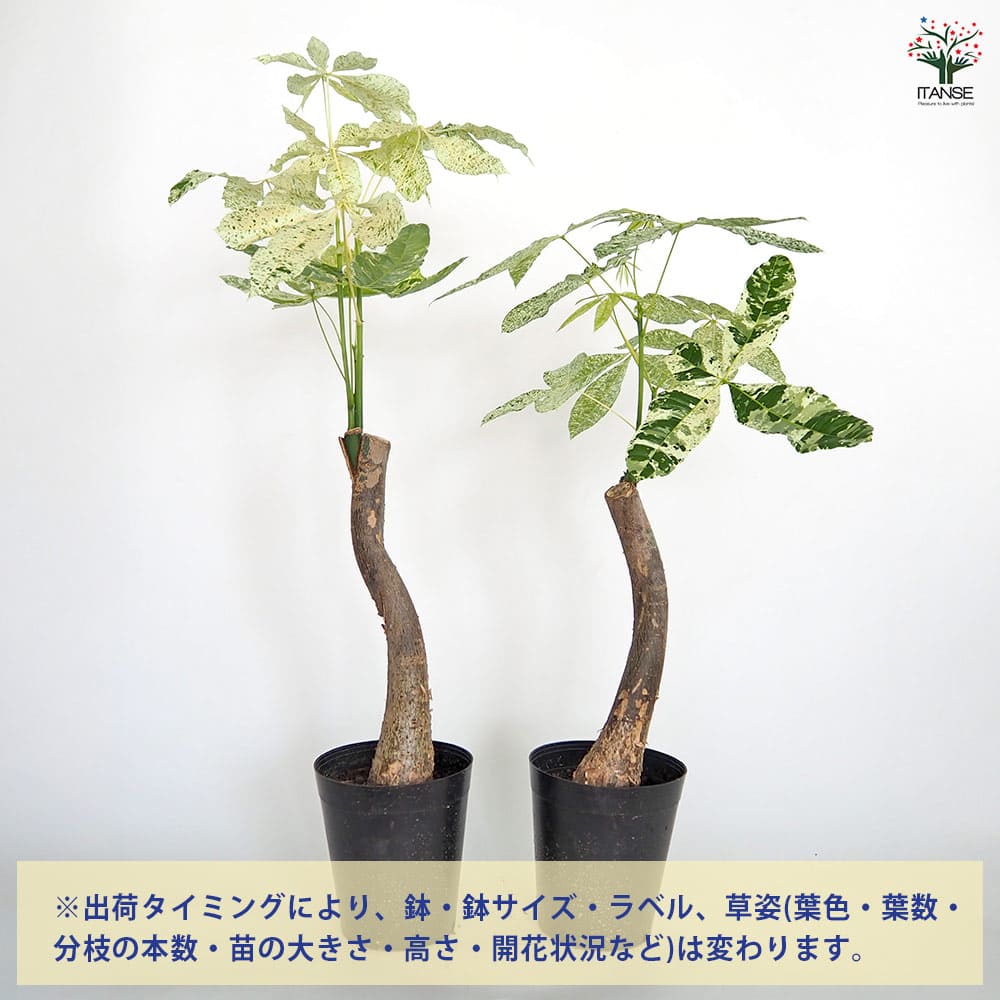 パキラ ミルキーウェイ 6号 色白さん 観葉植物 大型 658 観葉植物 パキラミルキーウェイ」の人気商品一覧 | 安い商品を