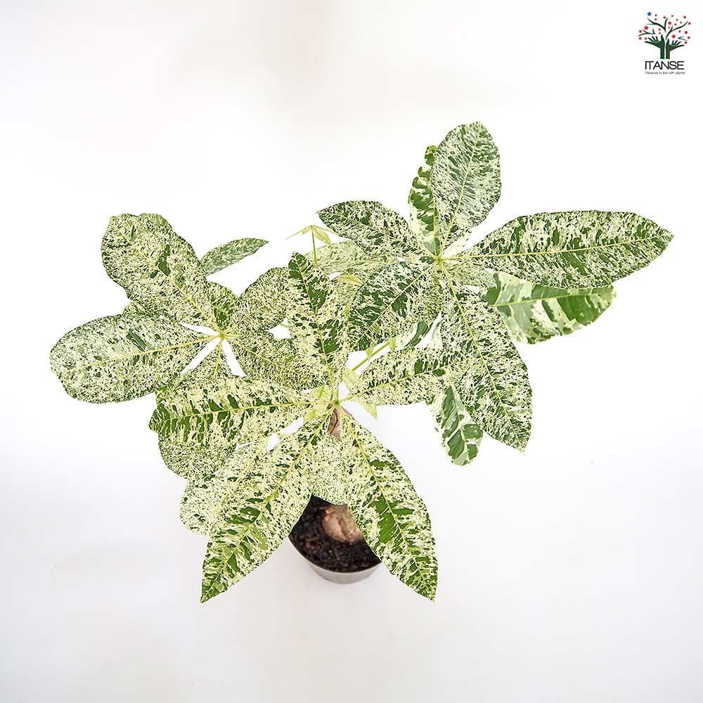 パキラ ミルキーウェイ 6号 色白さん 観葉植物 大型 658 パキラ：ミルキーウェイ 6号ポット* の通販 | 園芸ネット