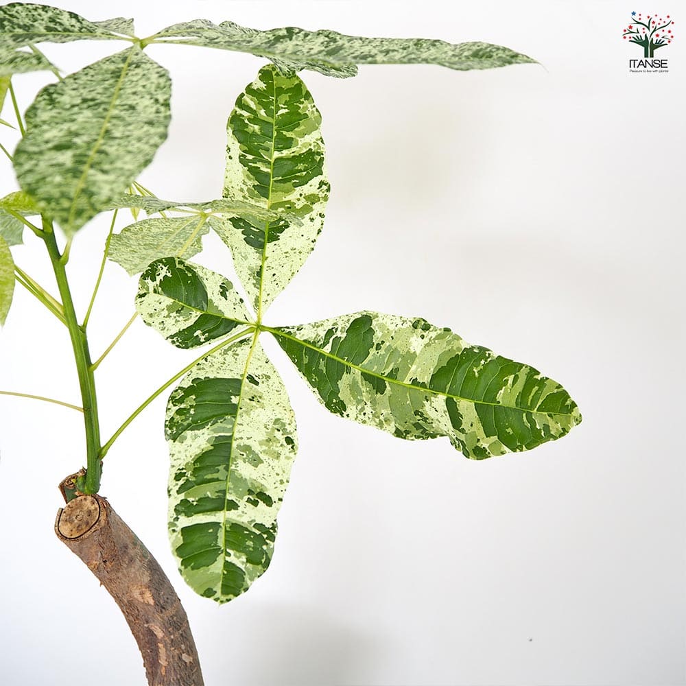 パキラ ミルキーウェイ 【観葉植物 6号／1個売り】