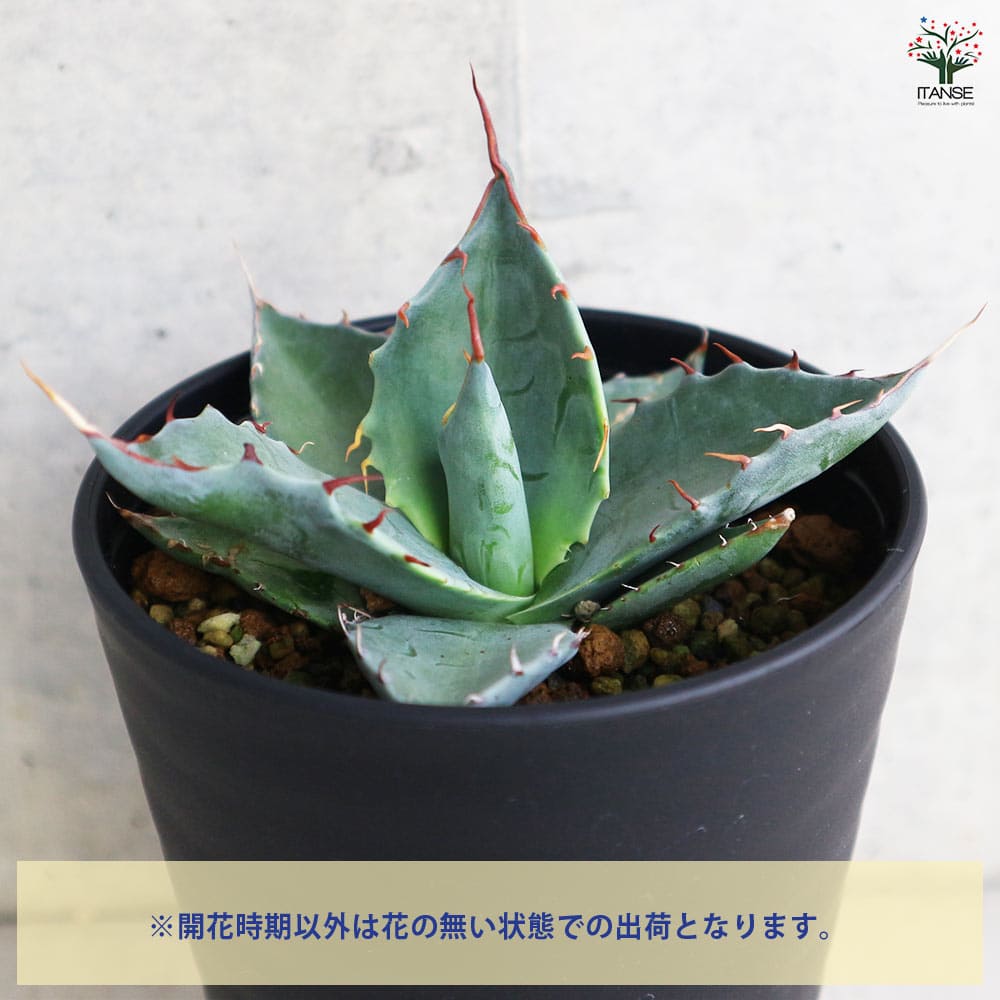 アガベ パラサナ 【多肉植物 3.5号／1個売り】｜ 【植物のITANSE