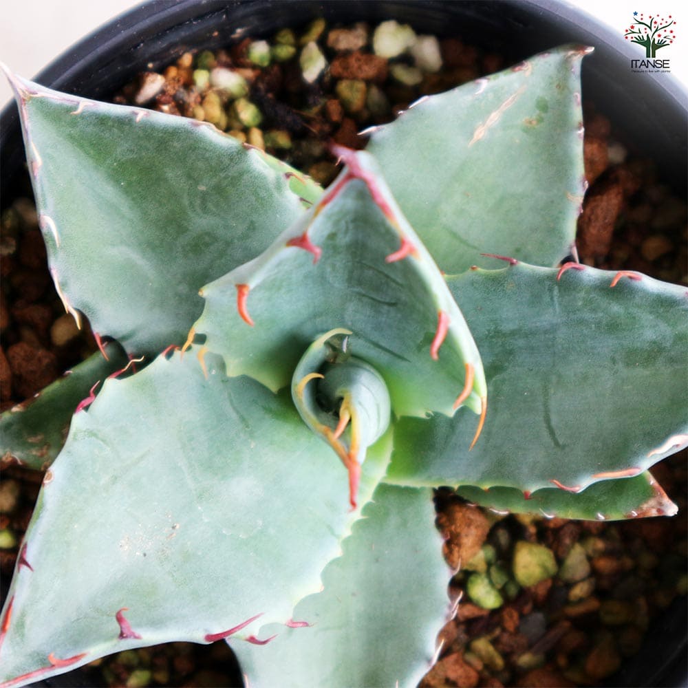 アガベ パラサナ 【多肉植物 3.5号／1個売り】｜ 【植物のITANSE