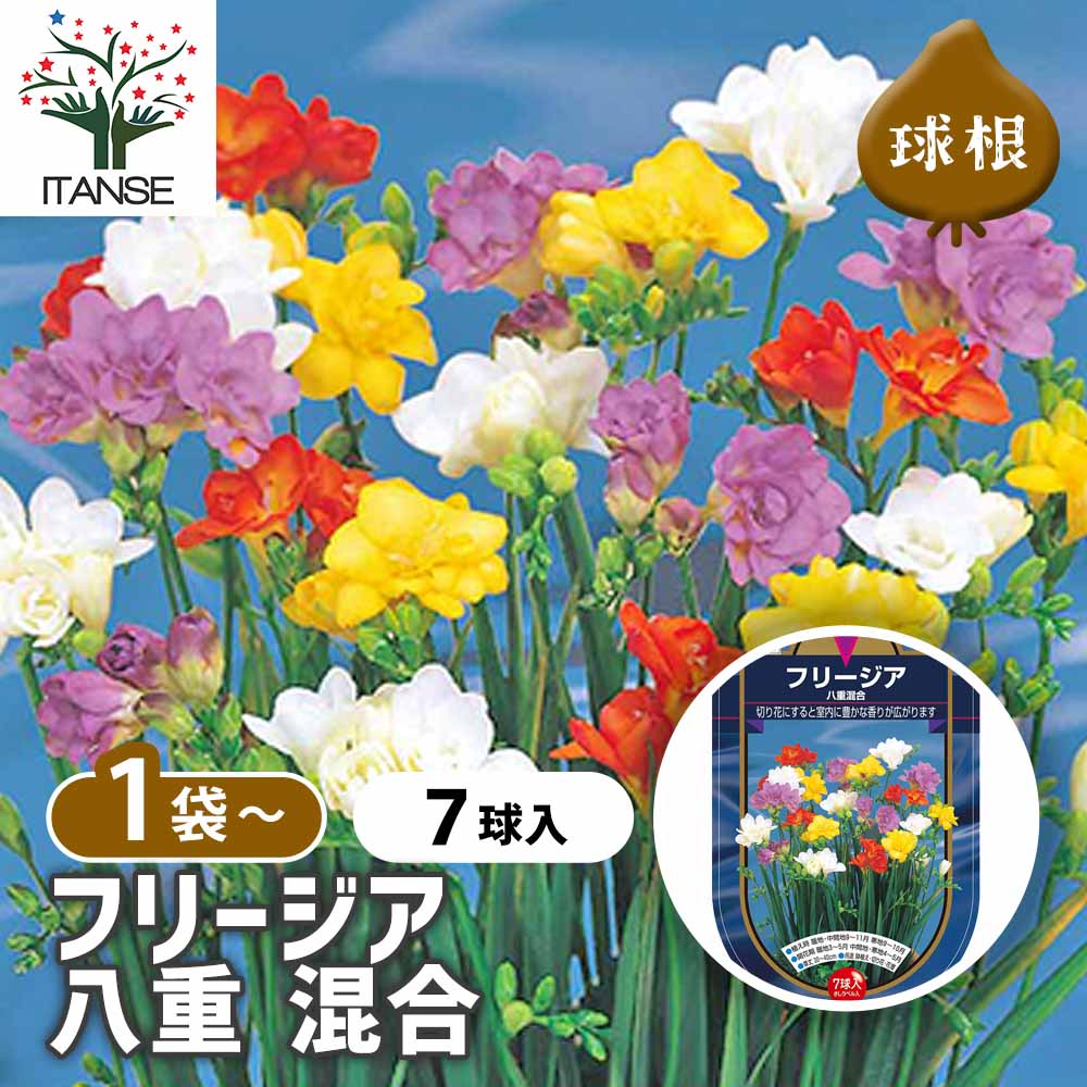 フリージア 八重 混合 【花球根 7球】｜ 【植物のITANSE】全品