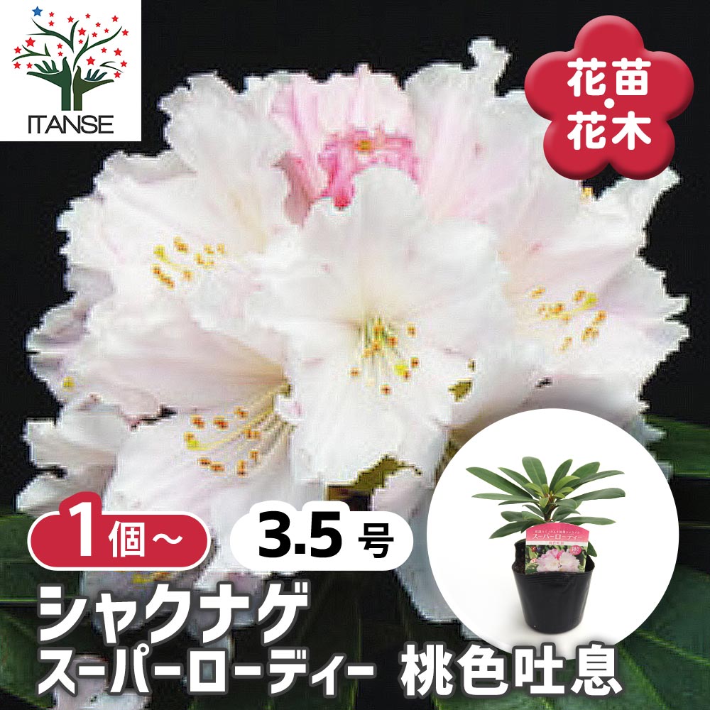 シャクナゲ スーパーローディー桃色吐息 【花木苗 3.5号】｜ 【植物の