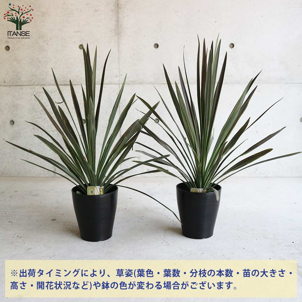 コルディリネ・チョコレートミント(チョコミント)【観葉植物 6号ポット