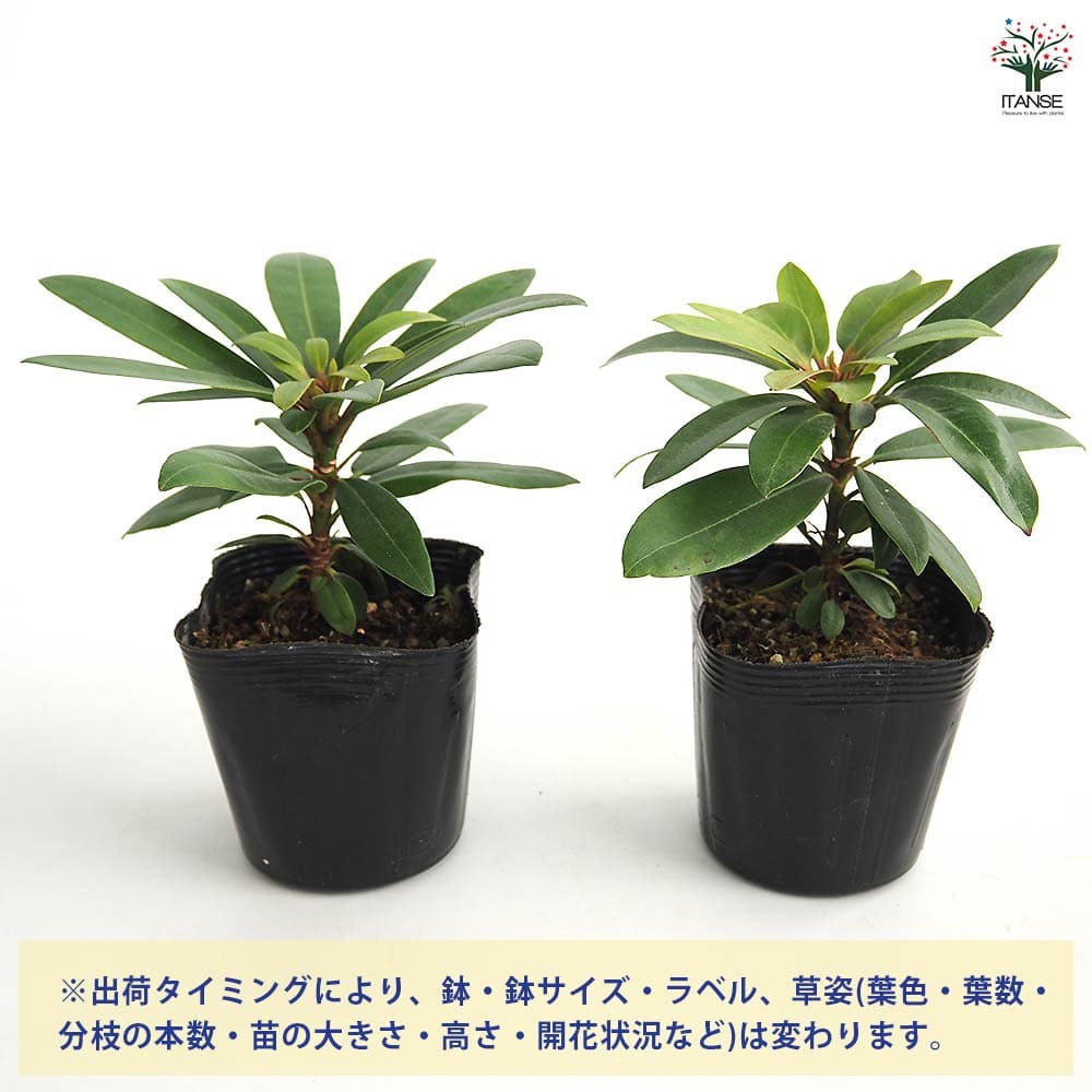 シャクナゲ スーパーローディー桃色吐息 【花木苗 3.5号】｜ 【植物の